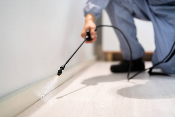Licensed Wasp Removal service in Cortland, OH - Show Me Pest Control